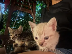 Gato raça SRD-ViraLata idade 2 a 6 meses nome Tom e bolinha