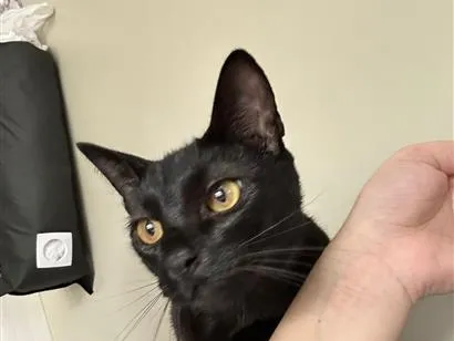 Gato raça SRD-ViraLata idade 1 ano nome Salem 