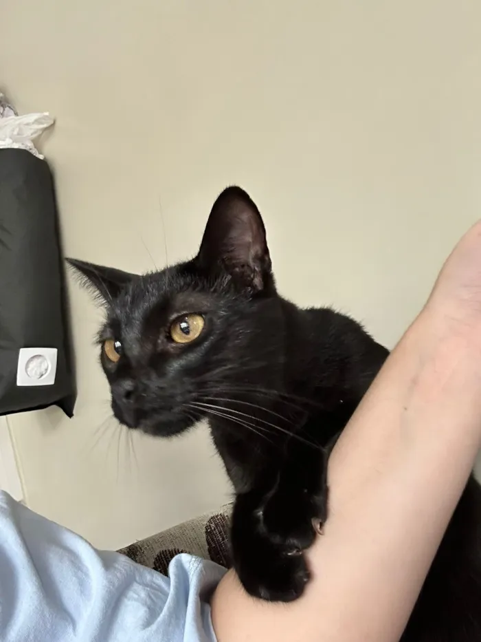 Gato raça SRD-ViraLata idade 1 ano nome Salem 