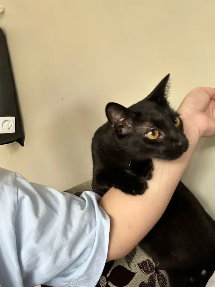 Gato raça SRD-ViraLata idade 1 ano nome Salem 