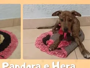 Cachorro raça SRD-ViraLata idade 2 a 6 meses nome Pandora e Hera