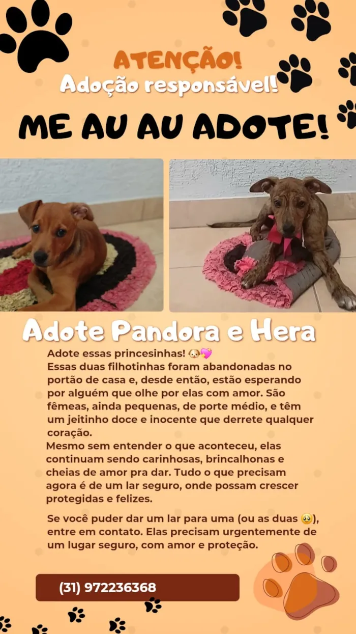 Cachorro raça SRD-ViraLata idade 2 a 6 meses nome Pandora e Hera