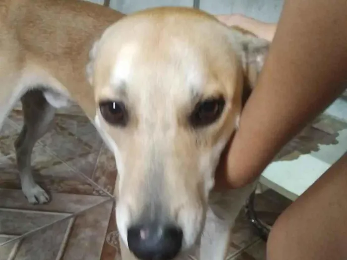 Cachorro raça SRD-ViraLata idade 1 ano nome Spike