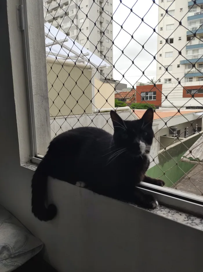 Gato raça SRD-ViraLata idade 5 anos nome Pi
