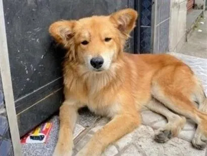 Cachorro raça SRD-ViraLata idade 2 anos nome Pipoca