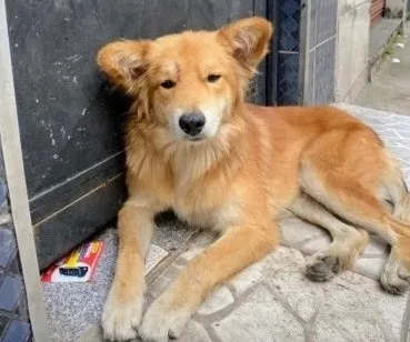Cachorro raça SRD-ViraLata idade 2 anos nome Pipoca