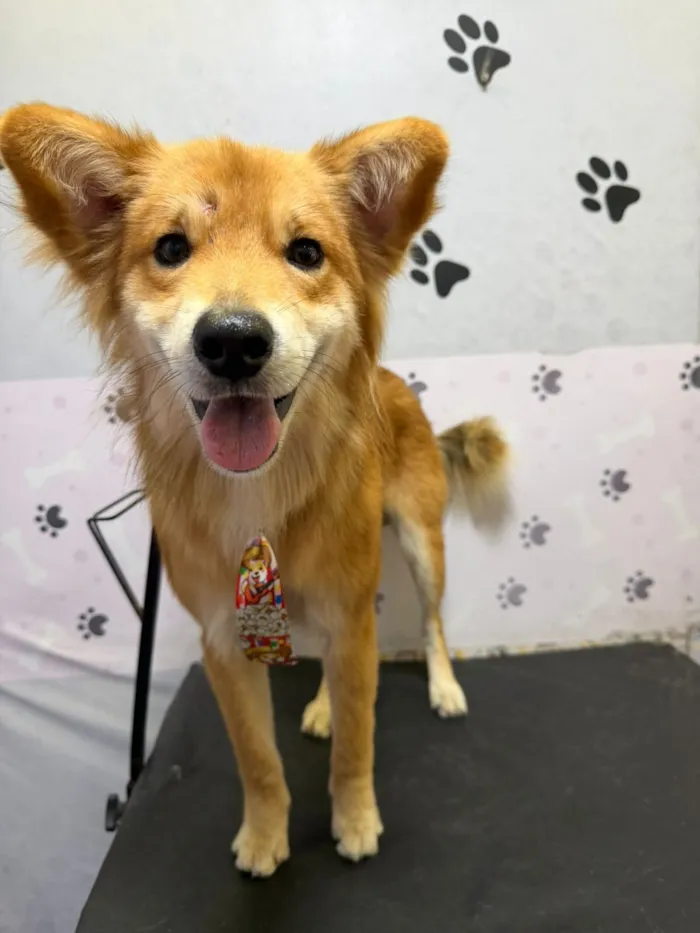 Cachorro raça SRD-ViraLata idade 2 anos nome Pipoca