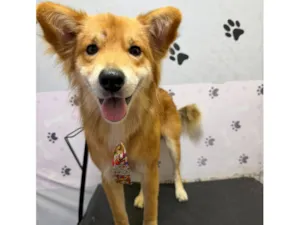 Cachorro raça SRD-ViraLata idade 2 anos nome Pipoca