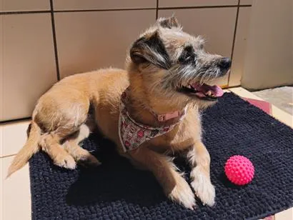 Cachorro raça SRD-ViraLata idade 7 a 11 meses nome Pitanga