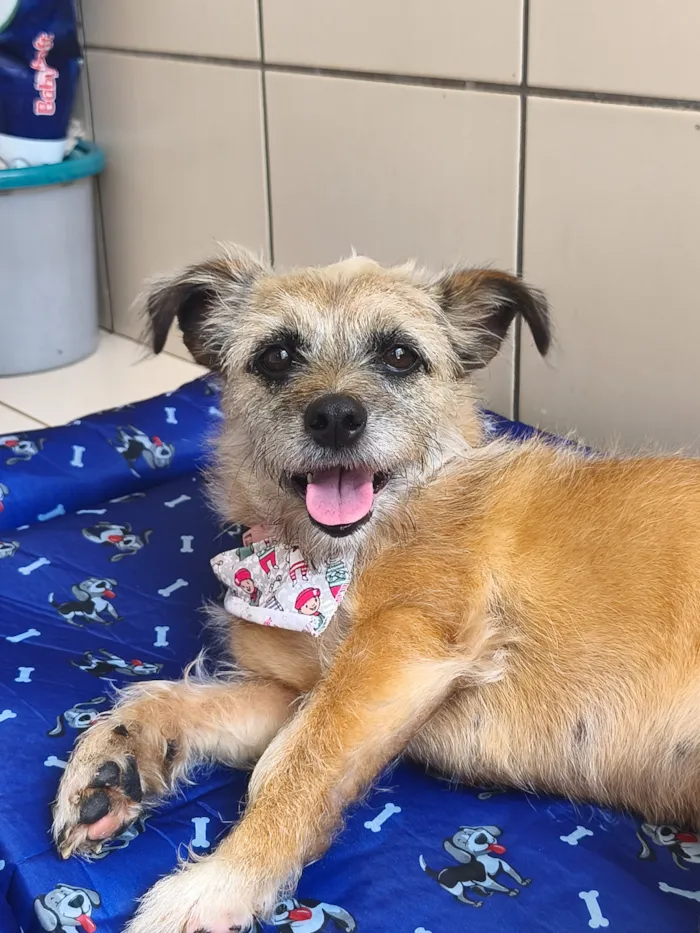 Cachorro raça SRD-ViraLata idade 7 a 11 meses nome Pitanga