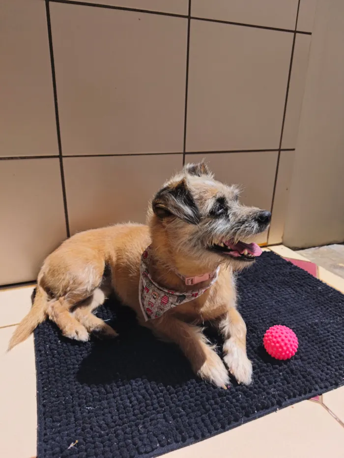 Cachorro raça SRD-ViraLata idade 7 a 11 meses nome Pitanga