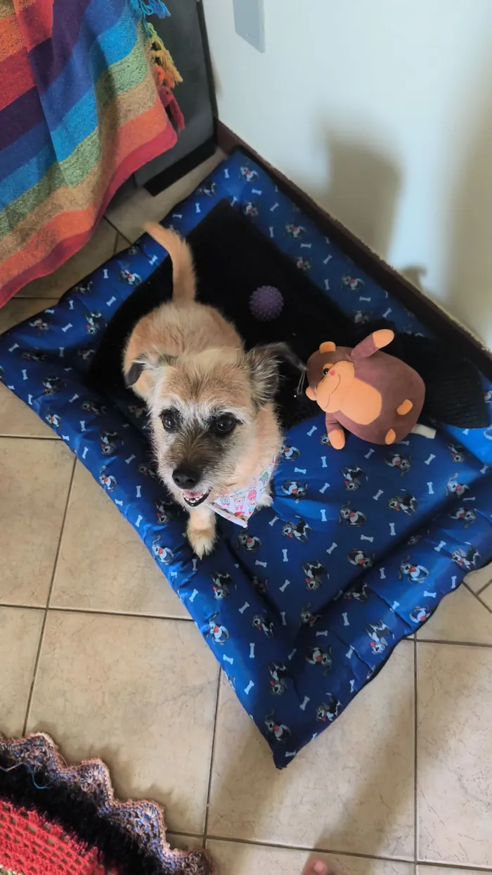 Cachorro raça SRD-ViraLata idade 7 a 11 meses nome Pitanga