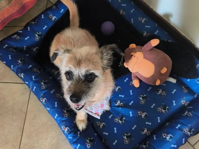 Cachorro raça SRD-ViraLata idade 7 a 11 meses nome Pitanga