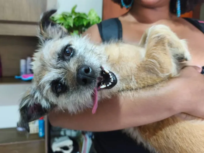 Cachorro raça SRD-ViraLata idade 7 a 11 meses nome Pitanga