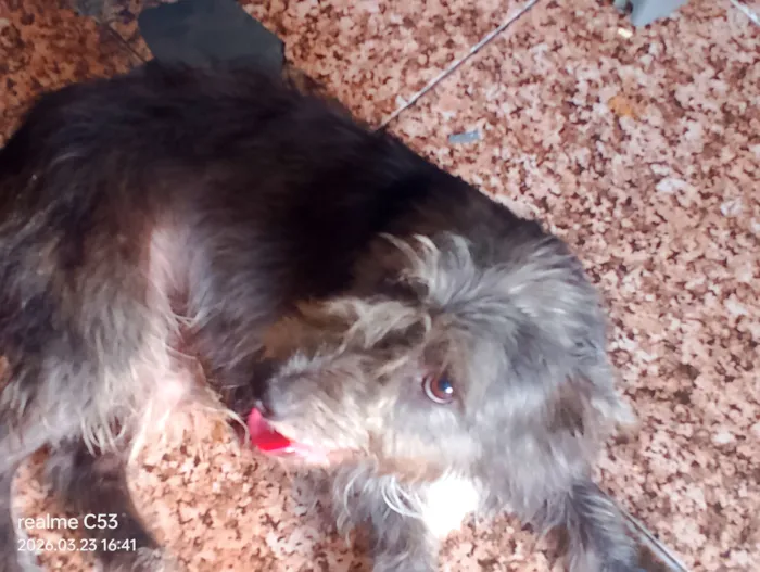 Cachorro raça SRD-ViraLata idade 1 ano nome ralf