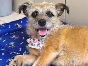 Cachorro raça SRD-ViraLata idade 7 a 11 meses nome Pitanga