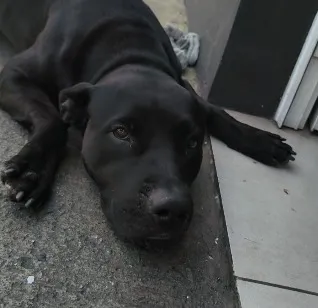 Cachorro raça SRD-ViraLata idade 1 ano nome Bombom