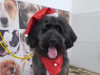 Cachorro raça SRD-ViraLata idade 4 anos nome pantera 