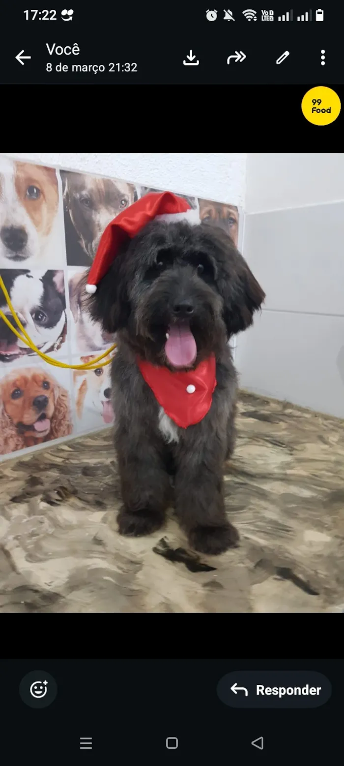 Cachorro raça SRD-ViraLata idade 4 anos nome pantera 