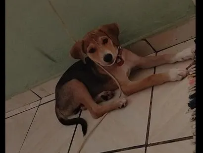 Cachorro raça SRD-ViraLata idade 2 a 6 meses nome Max 