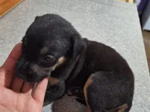 Cachorro raça SRD-ViraLata idade Abaixo de 2 meses nome Pretinha