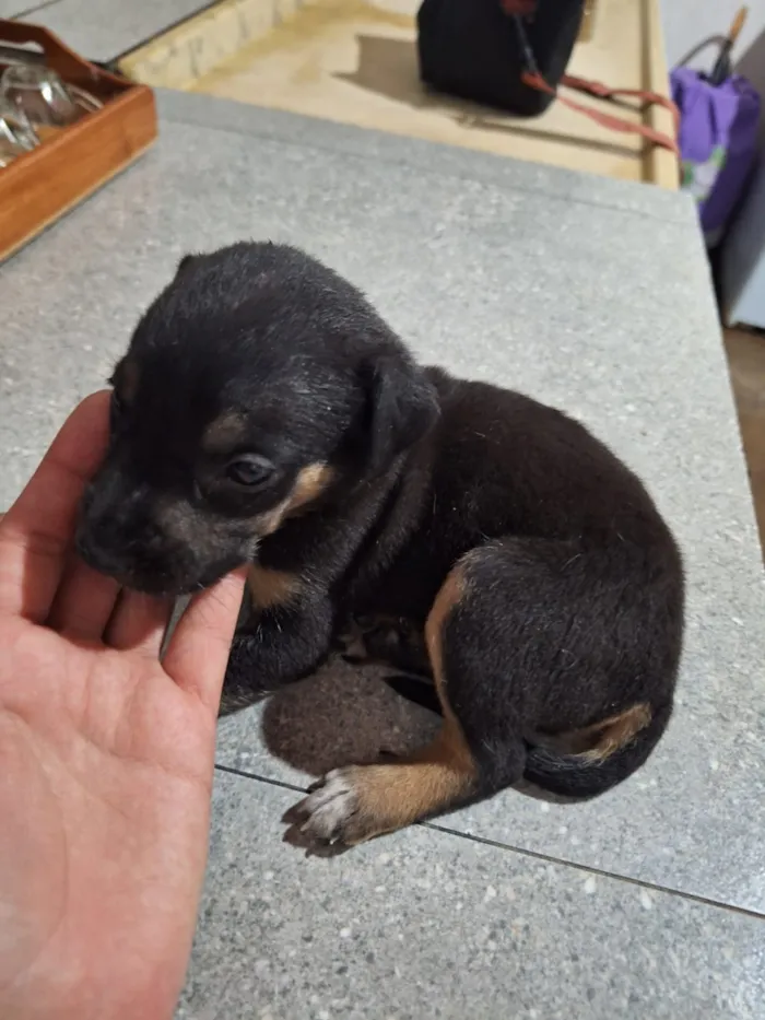 Cachorro raça SRD-ViraLata idade Abaixo de 2 meses nome Pretinha