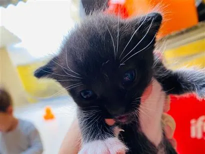 Gato raça SRD-ViraLata idade Abaixo de 2 meses nome Henzo