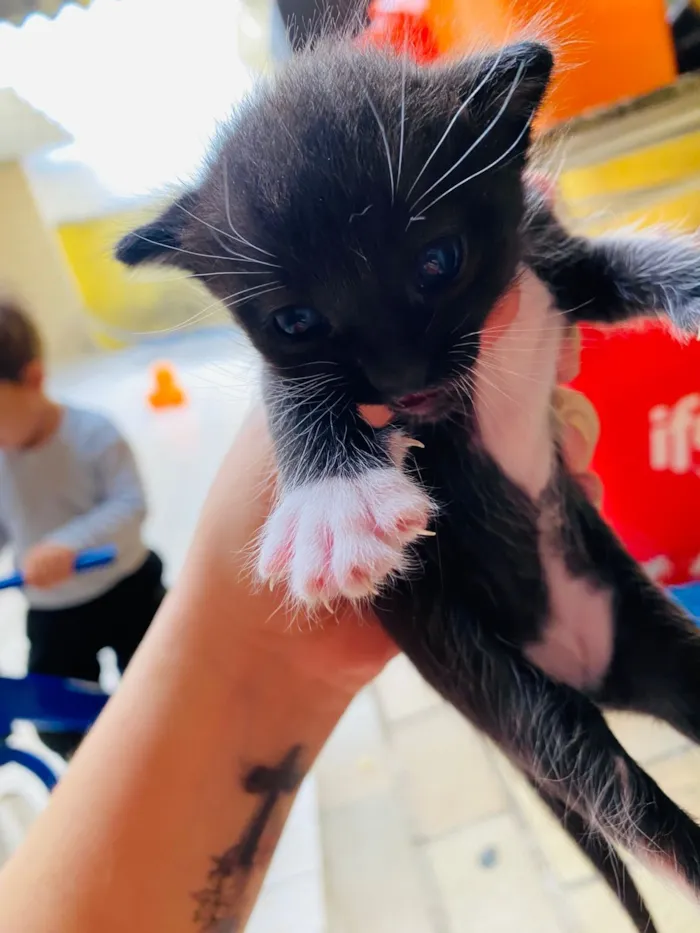 Gato raça SRD-ViraLata idade Abaixo de 2 meses nome Henzo