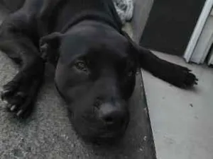 Cachorro raça SRD-ViraLata idade 1 ano nome Bombom