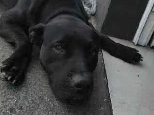 Cachorro raça SRD-ViraLata idade 1 ano nome Bombom