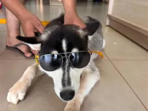 Cachorro raça Dobermann idade 1 ano nome Romeu