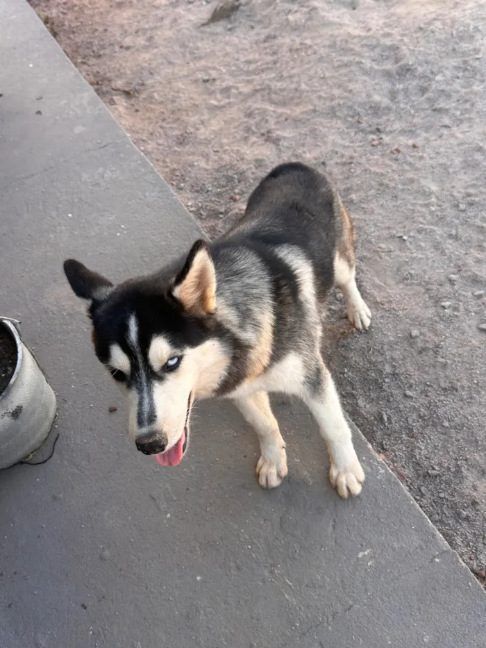 Cachorro raça Dobermann idade 1 ano nome Romeu