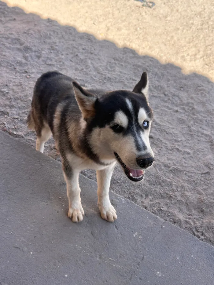 Cachorro raça Dobermann idade 1 ano nome Romeu