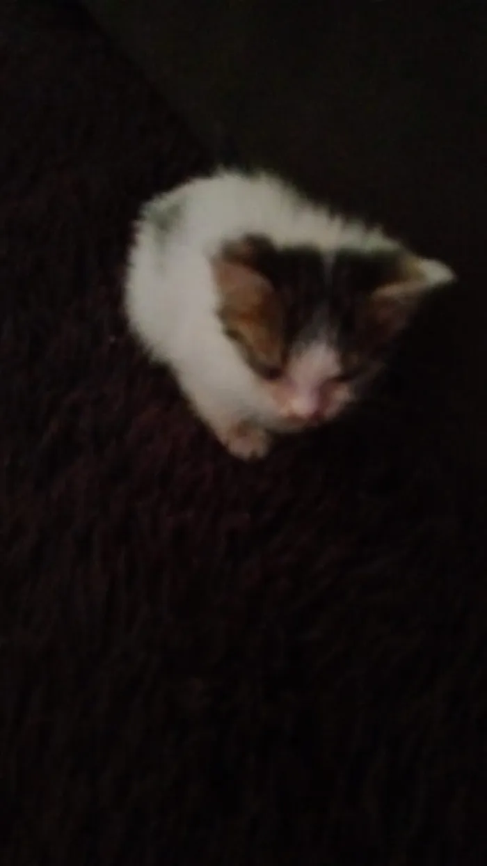 Gato raça SRD-ViraLata idade Abaixo de 2 meses nome agata