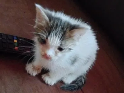 Gato raça SRD-ViraLata idade Abaixo de 2 meses nome agata