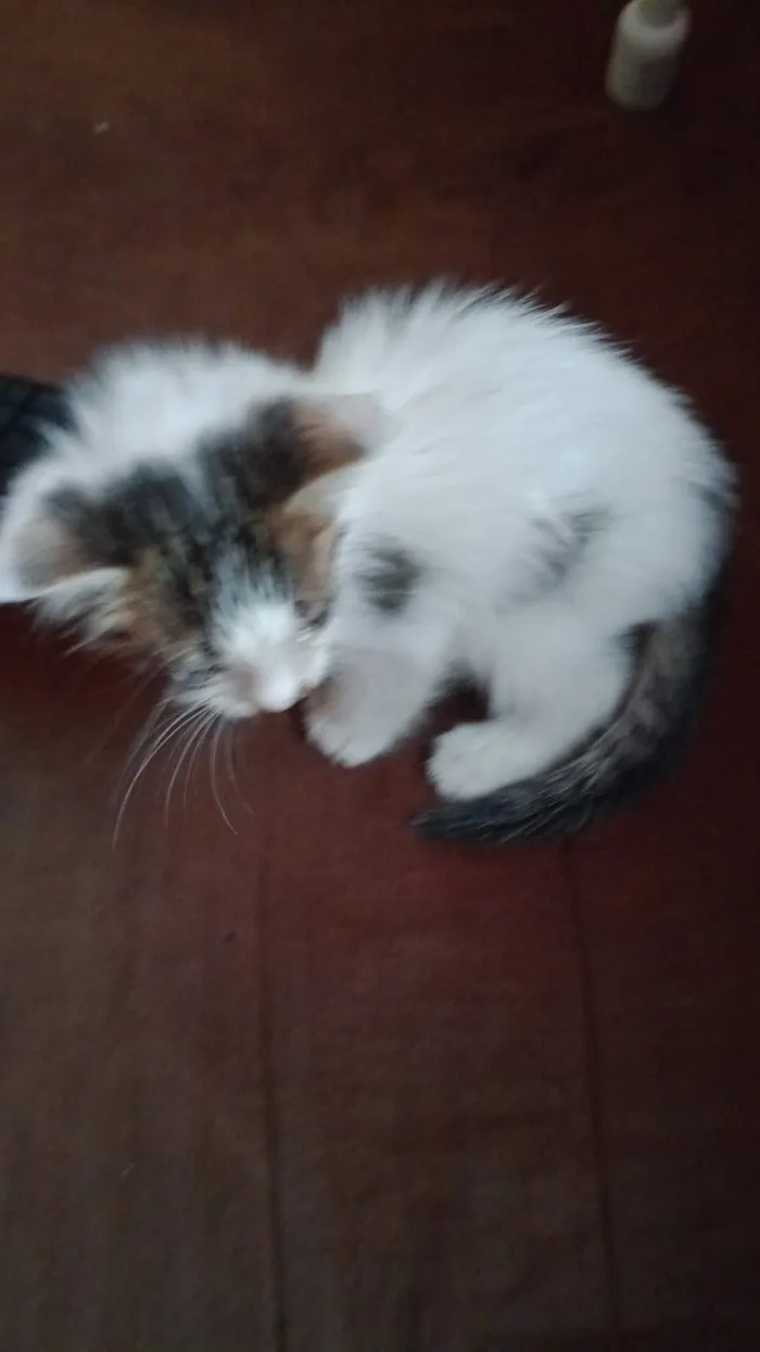 Gato raça SRD-ViraLata idade Abaixo de 2 meses nome agata