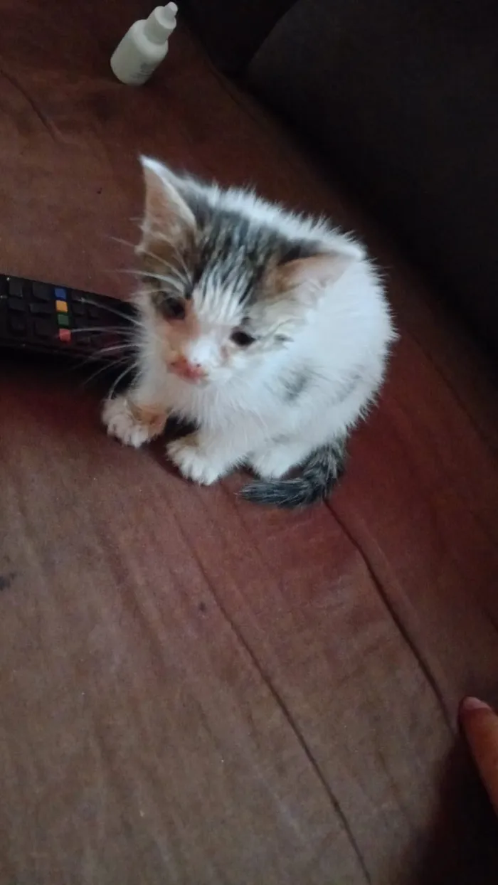 Gato raça SRD-ViraLata idade Abaixo de 2 meses nome agata