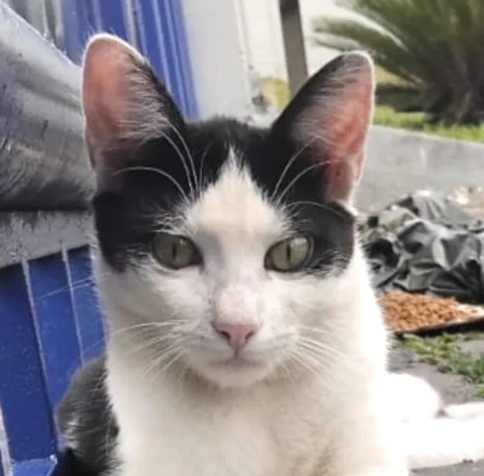 Gato raça SRD-ViraLata idade 2 a 6 meses nome Andrey 