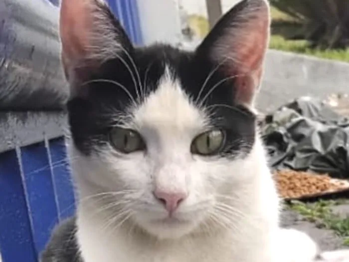 Gato raça SRD-ViraLata idade 2 a 6 meses nome Andrey 