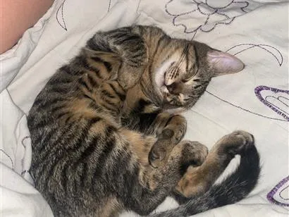 Gato raça SRD-ViraLata idade 7 a 11 meses nome Shiru