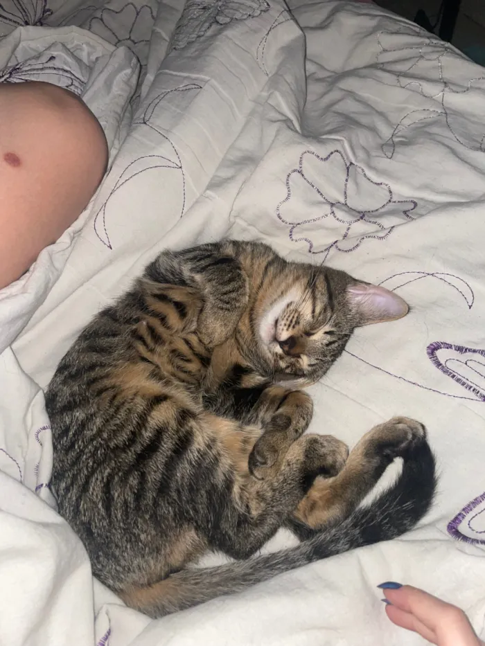 Gato raça SRD-ViraLata idade 7 a 11 meses nome Shiru