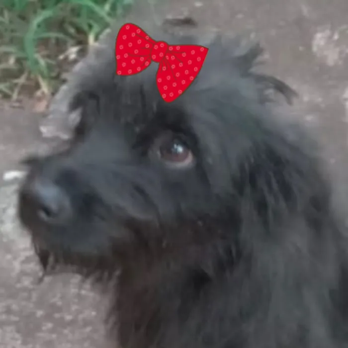 Cachorro raça Shitzu idade 2 a 6 meses nome Pietra 