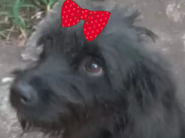 Cachorro raça Shitzu idade 2 a 6 meses nome Pietra 