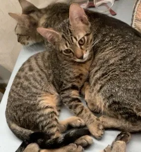 Gato raça SRD-ViraLata idade 7 a 11 meses nome leibe