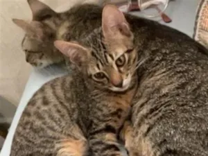 Gato raça SRD-ViraLata idade 7 a 11 meses nome leibe