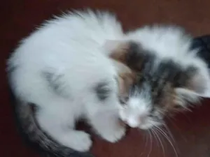 Gato raça SRD-ViraLata idade Abaixo de 2 meses nome agata