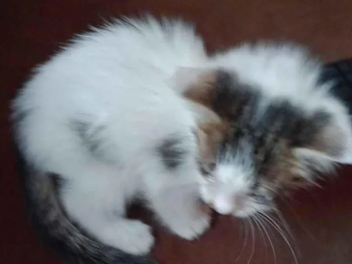 Gato raça SRD-ViraLata idade Abaixo de 2 meses nome agata