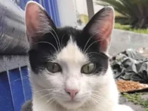 Gato raça SRD-ViraLata idade 2 a 6 meses nome Andrey 