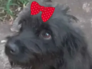 Cachorro raça Shitzu idade 2 a 6 meses nome Pietra 