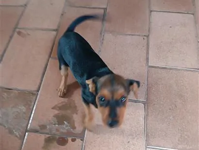 Cachorro raça SRD-ViraLata idade Abaixo de 2 meses nome Sem nome 